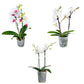 Phalaenopsis 9cm Twin Stem White