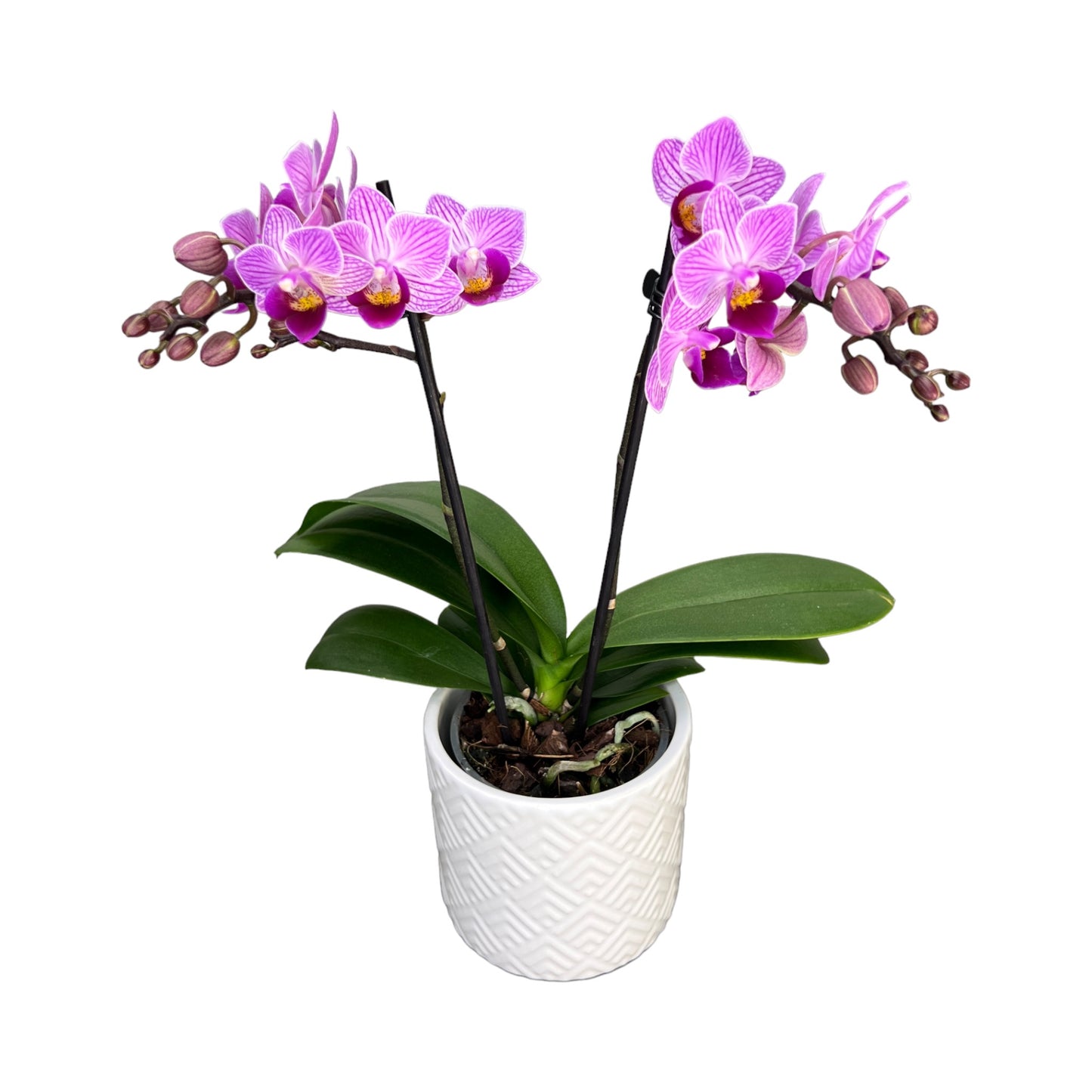 Twin Stem 9cm Orchid in Ceramic Pink - Orchid The Horti House