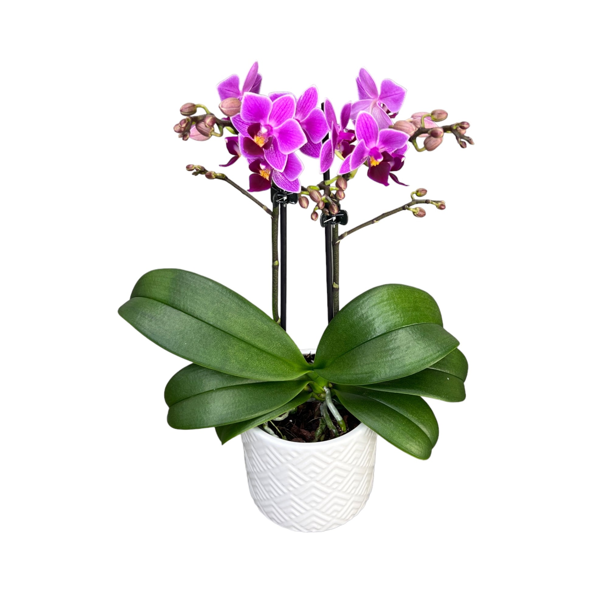 Twin Stem 9cm Orchid in Ceramic Purple - Orchid The Horti House