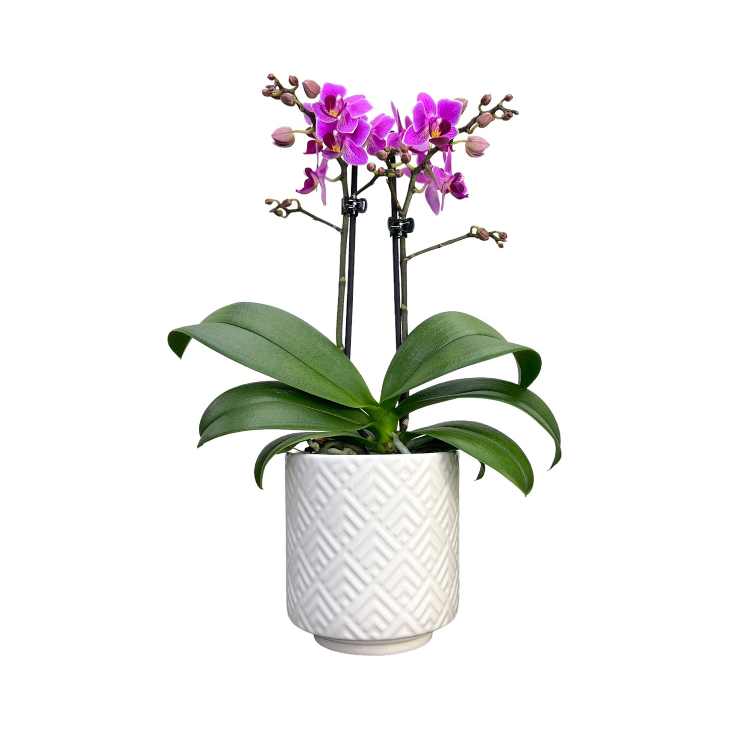 Twin Stem 9cm Orchid in Ceramic Purple - Orchid The Horti House
