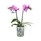 Twin Stem 9cm Orchid Pink - Orchid The Horti House