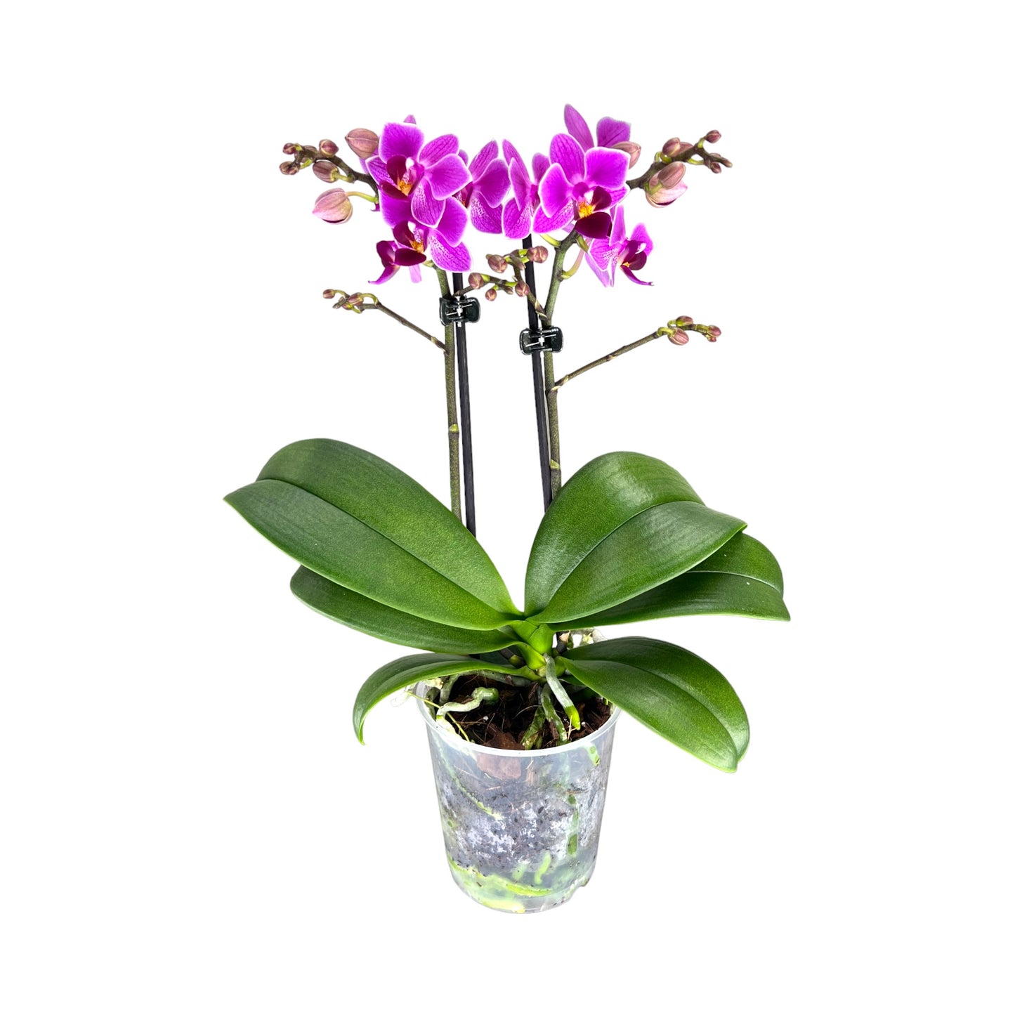 Phalaenopsis 9cm Twin Stem Purple