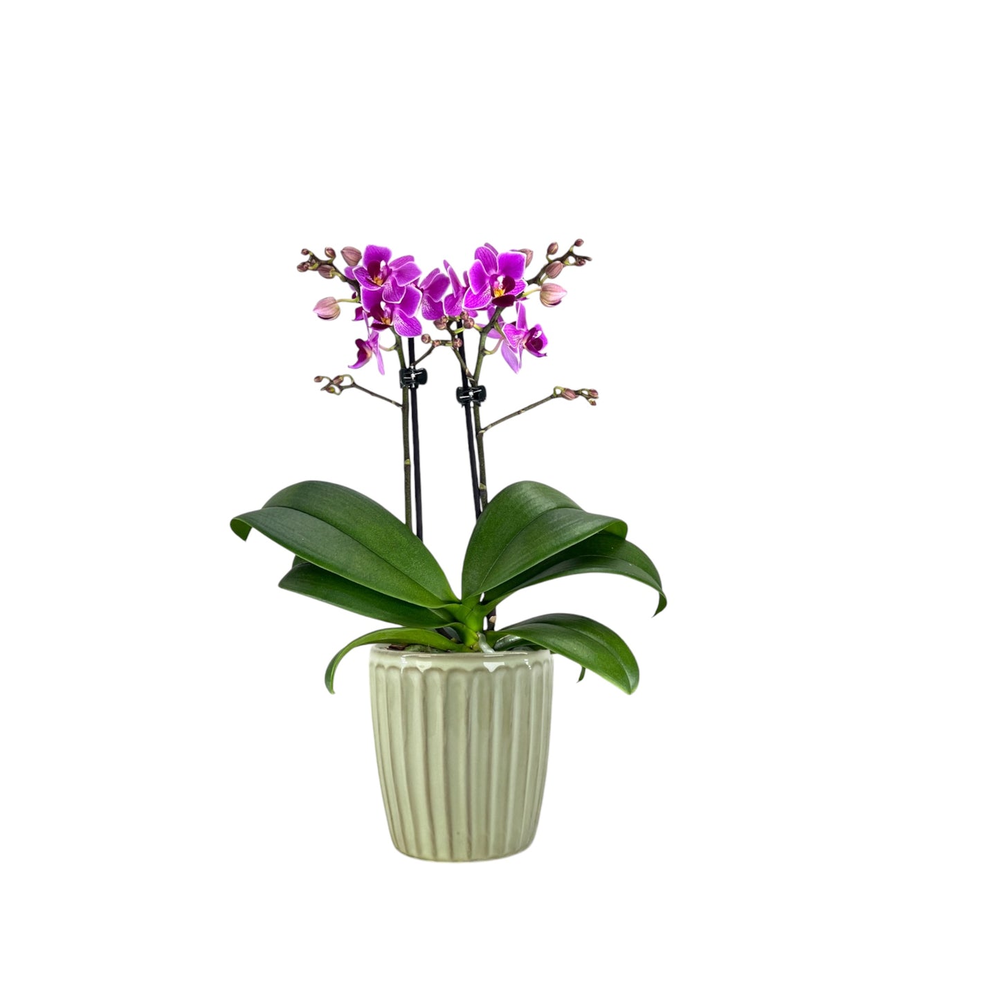 Phalaenopsis 9cm Twin Stem Mix In Windsor Ceramic