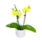Twin Stem 9cm Orchid in Ceramic Yellow/Orange - Orchid The Horti House