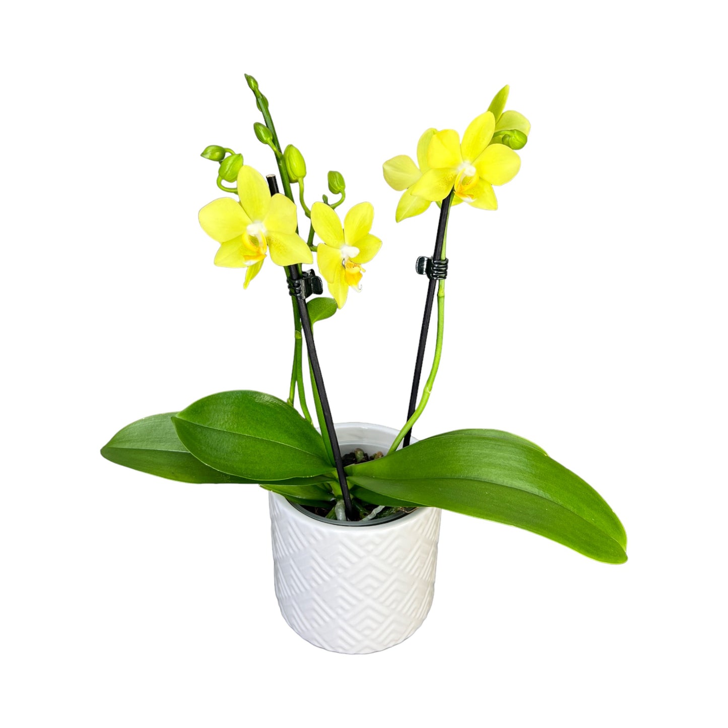 Twin Stem 9cm Orchid in Ceramic Yellow/Orange - Orchid The Horti House