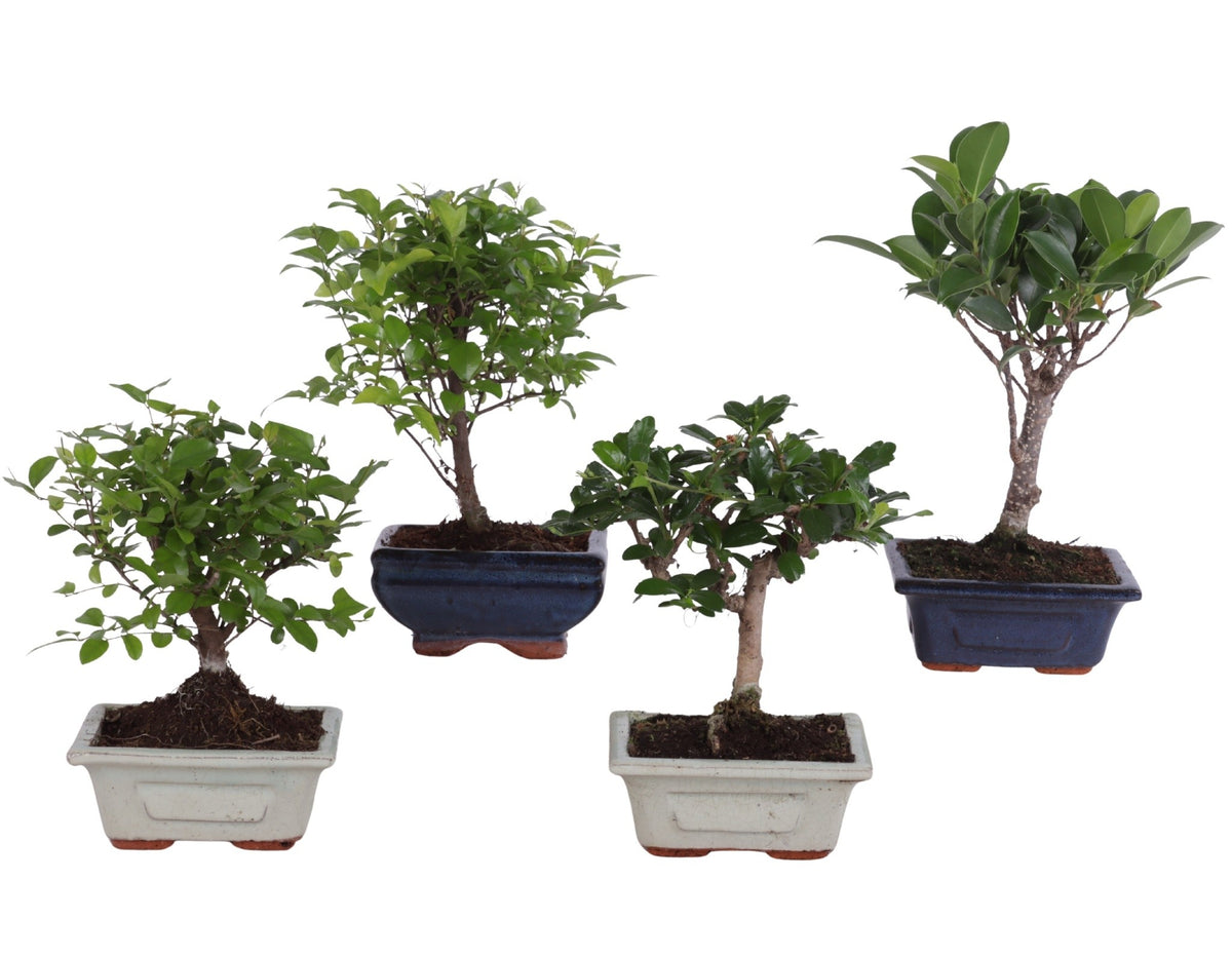 Blue Diamond Bonsai