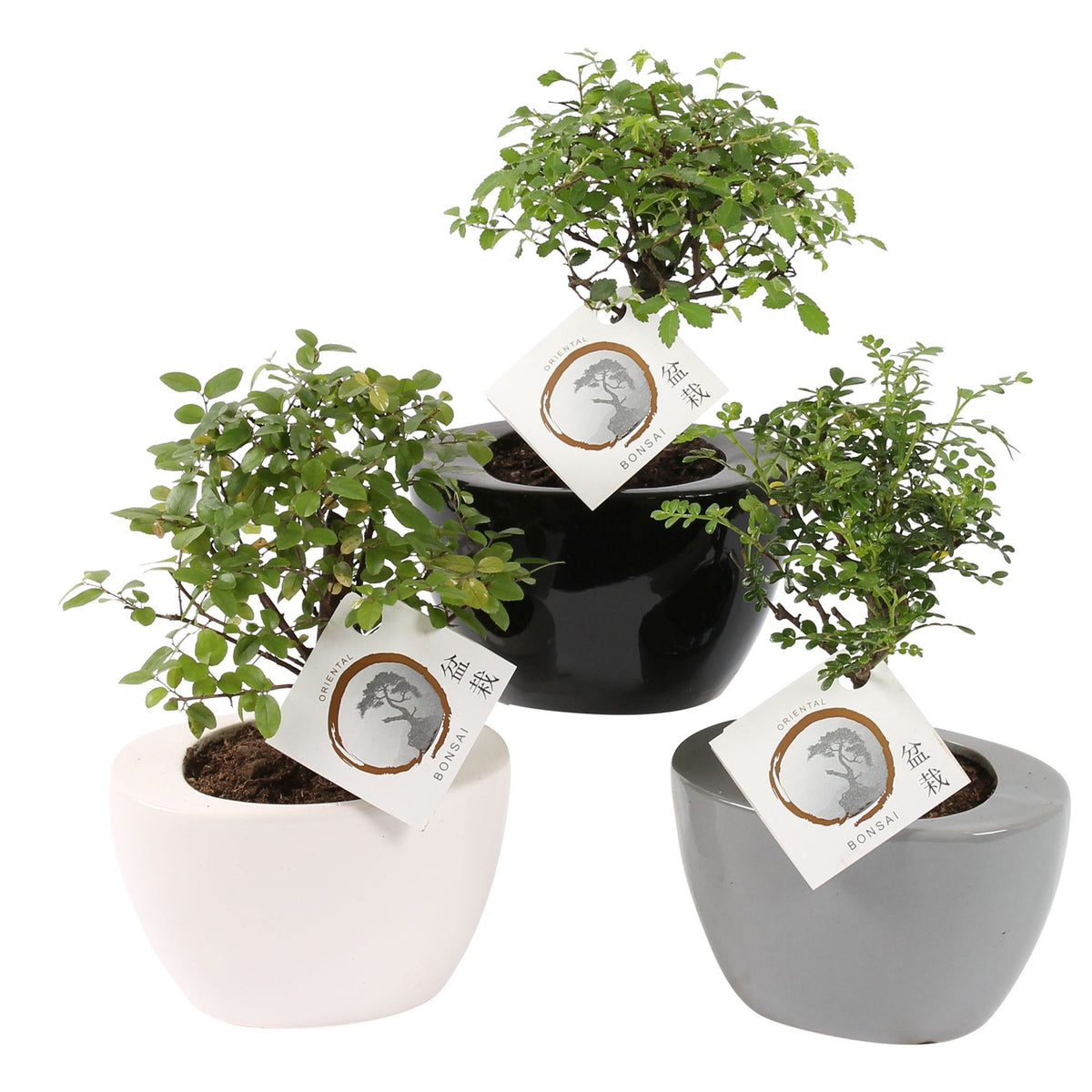 Bonsai 14cm Folded Pot - Bonsai The Horti House