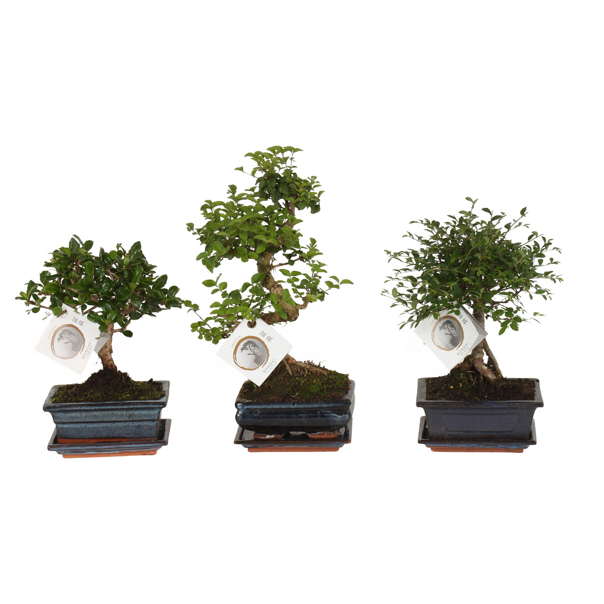 Bonsai Mixed 15cm Ceramic Shapes