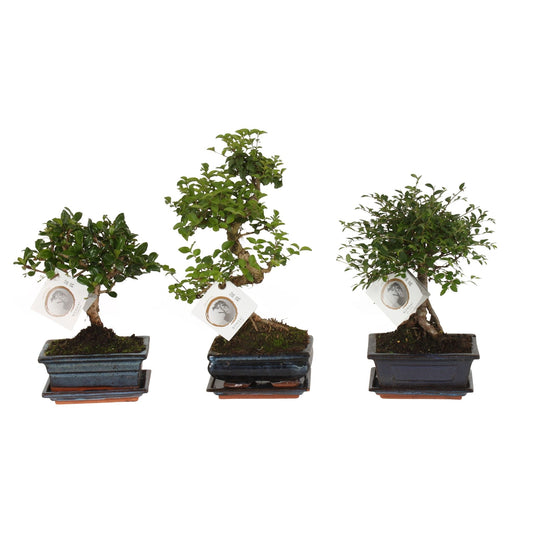 Bonsai Mixed 15cm Ceramic Shapes - Bonsai The Horti House
