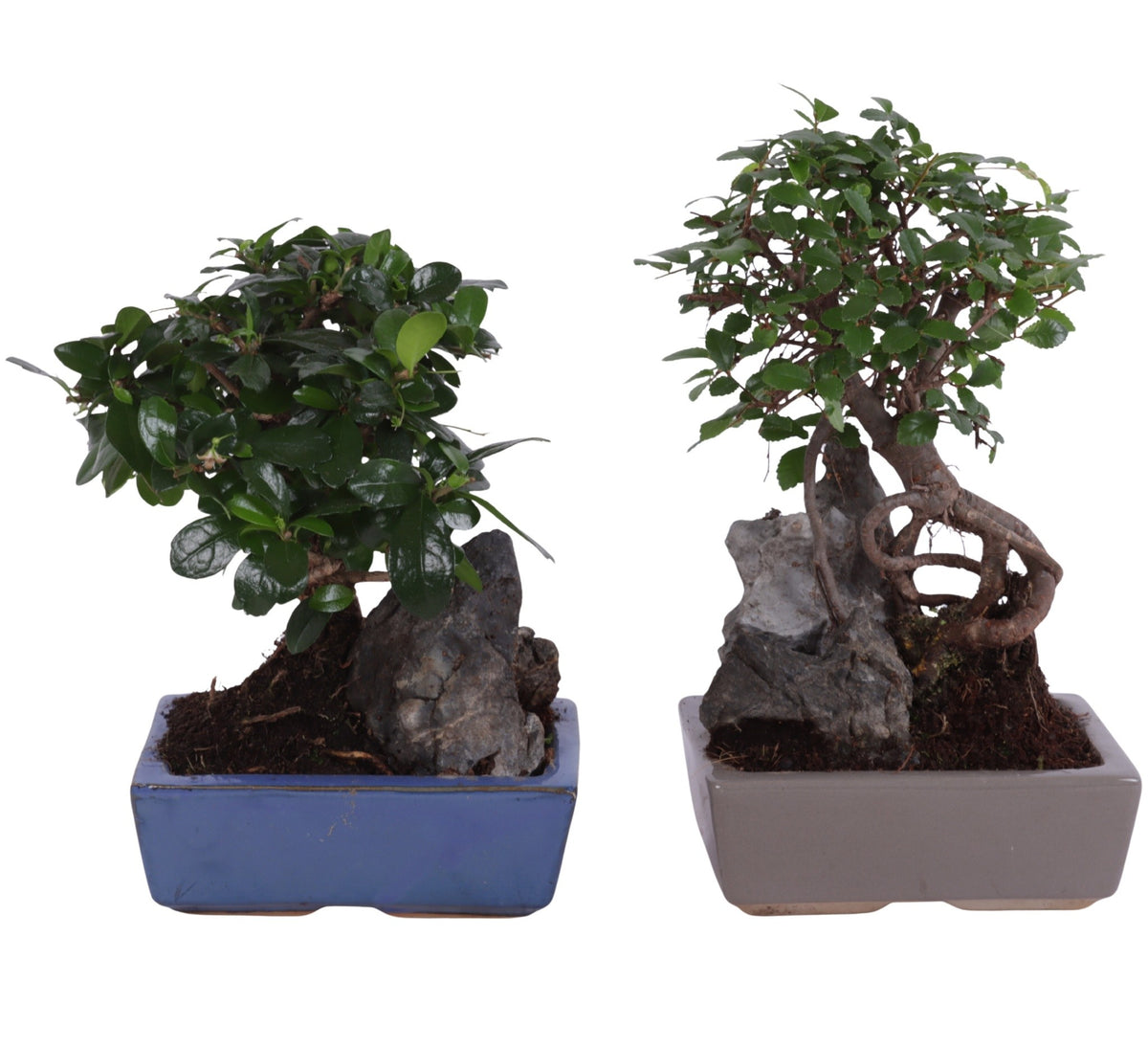 Bonsai 15cm with Rock Ceramic