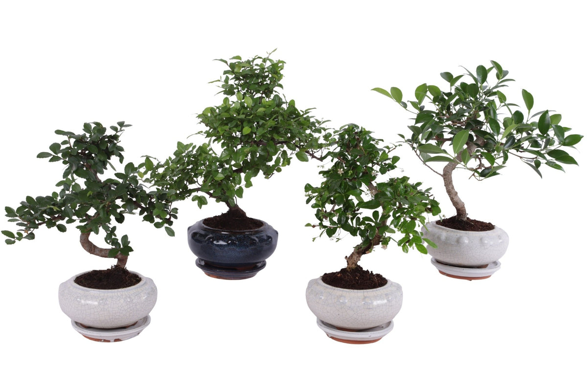 Bonsai 17cm Round Ceramic
