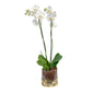 Phalaenopsis 12cm White In Festive Glass