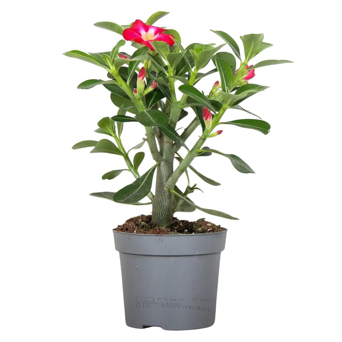 Adenium 13cm Obesum Red - Green Plant The Horti House