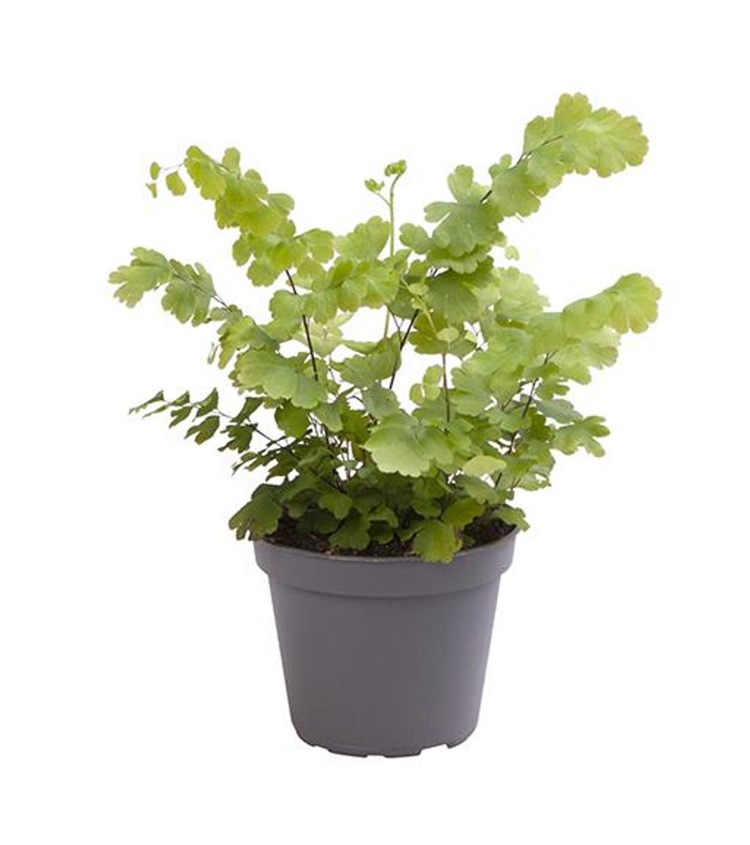 Adiantum 6cm Fritz Luthi - Green Plant The Horti House