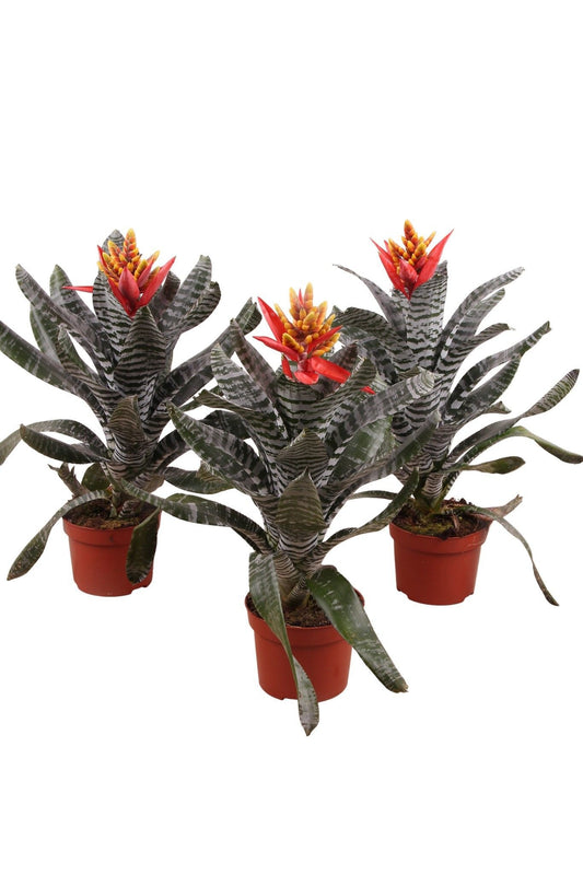 Aechmea 12cm Chantinii Rebecca - Flowering The Horti House