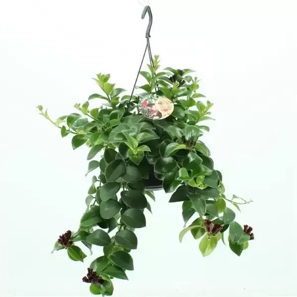 Aeschynanthus 15cm Mona Lisa - Green Plant The Horti House
