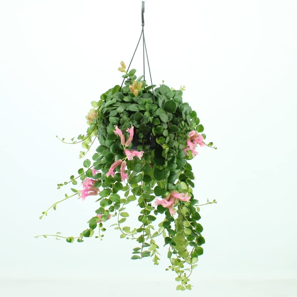 Aeschynanthus 15cm Pink Polka - Green Plant The Horti House