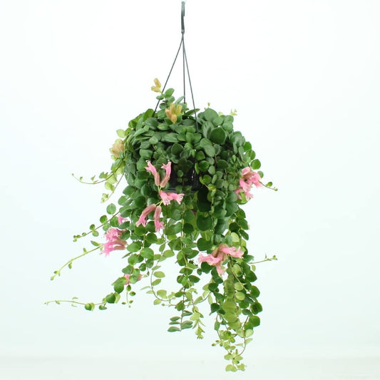 Aeschynanthus 15cm Pink Polka - Green Plant The Horti House