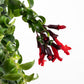 Aeschynanthus 15cm Rasta - Hanging The Horti House