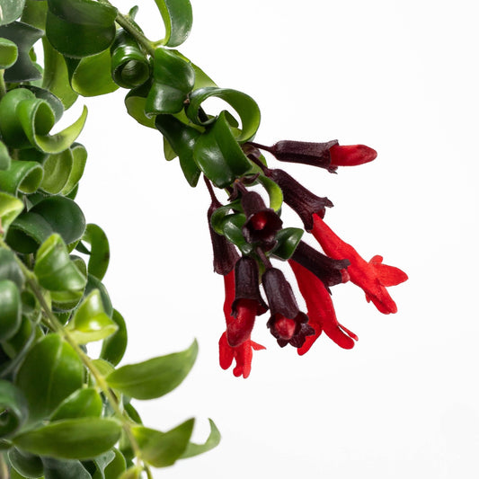 Aeschynanthus 15cm Rasta - Hanging The Horti House