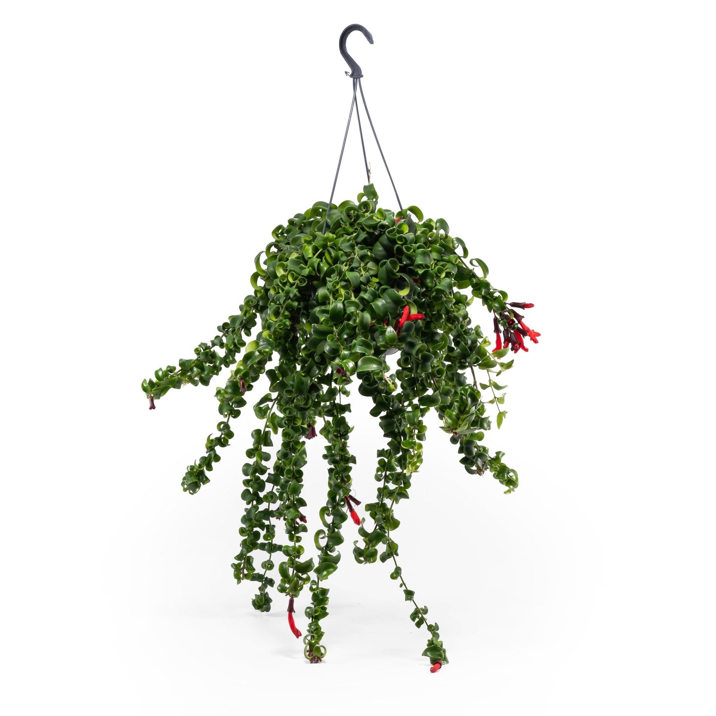 Aeschynanthus 15cm Rasta - Hanging The Horti House