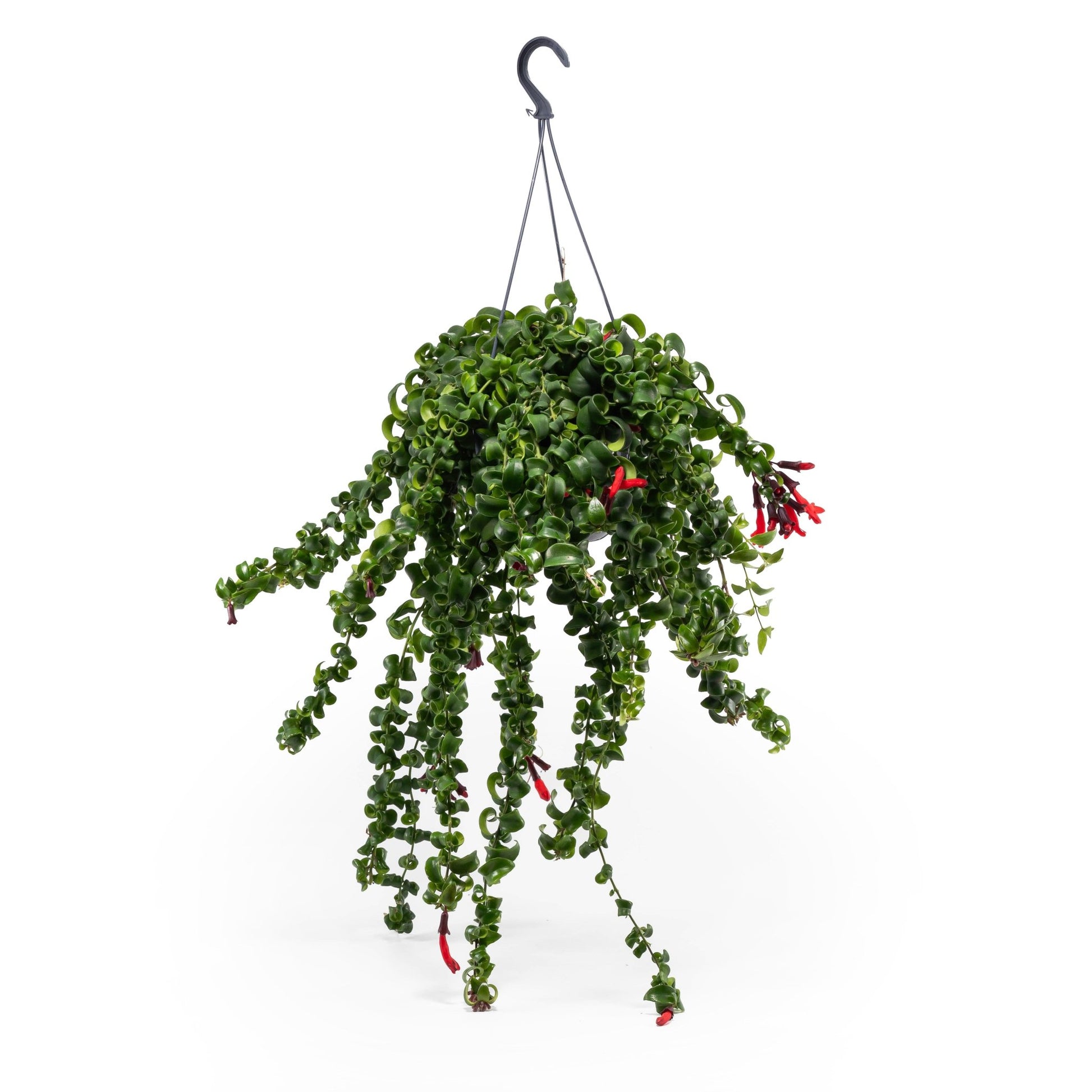 Aeschynanthus 15cm Rasta - Hanging The Horti House