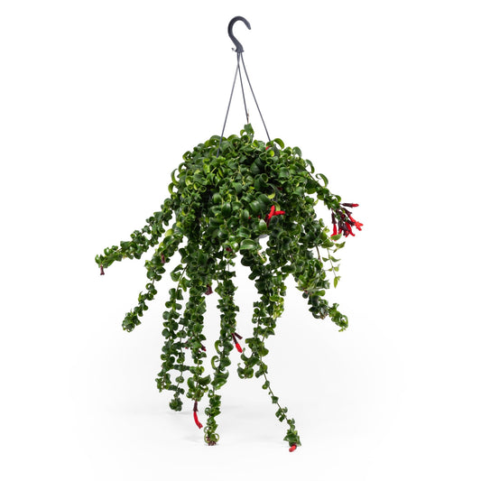 Aeschynanthus 15cm Rasta - Hanging The Horti House