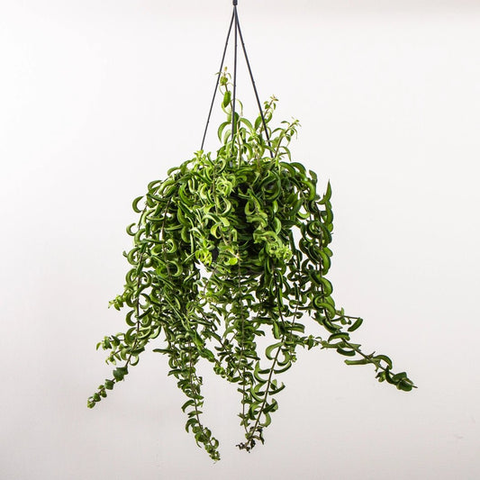 Aeschynanthus 15cm Twister - Green Plant The Horti House