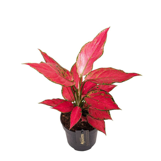 Aglaonema 12cm Cherry Baby - Green Plant The Horti House