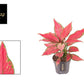 Aglaonema 12cm Cherry Baby - Green Plant The Horti House