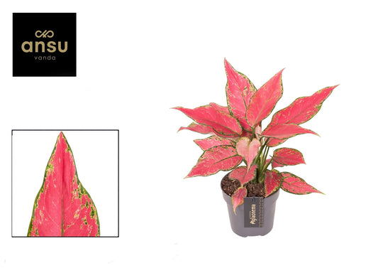 Aglaonema 12cm Cherry Baby - Green Plant The Horti House
