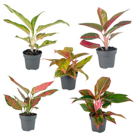 Aglaonema 12cm Colour Mix - Green Plant The Horti House