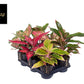 Aglaonema 12cm Colour Mix - Green Plant The Horti House