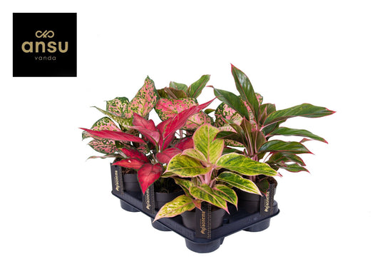 Aglaonema 12cm Colour Mix - Green Plant The Horti House