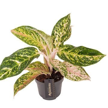 Aglaonema 12cm Dreamcatcher - Green Plant The Horti House