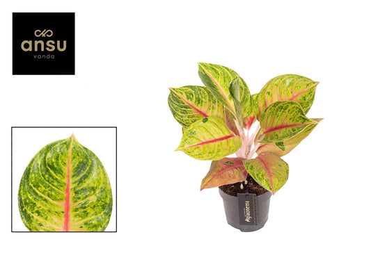 Aglaonema 12cm Iguana Red - Green Plant The Horti House