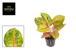 Aglaonema 12cm Iguana Red - Green Plant The Horti House
