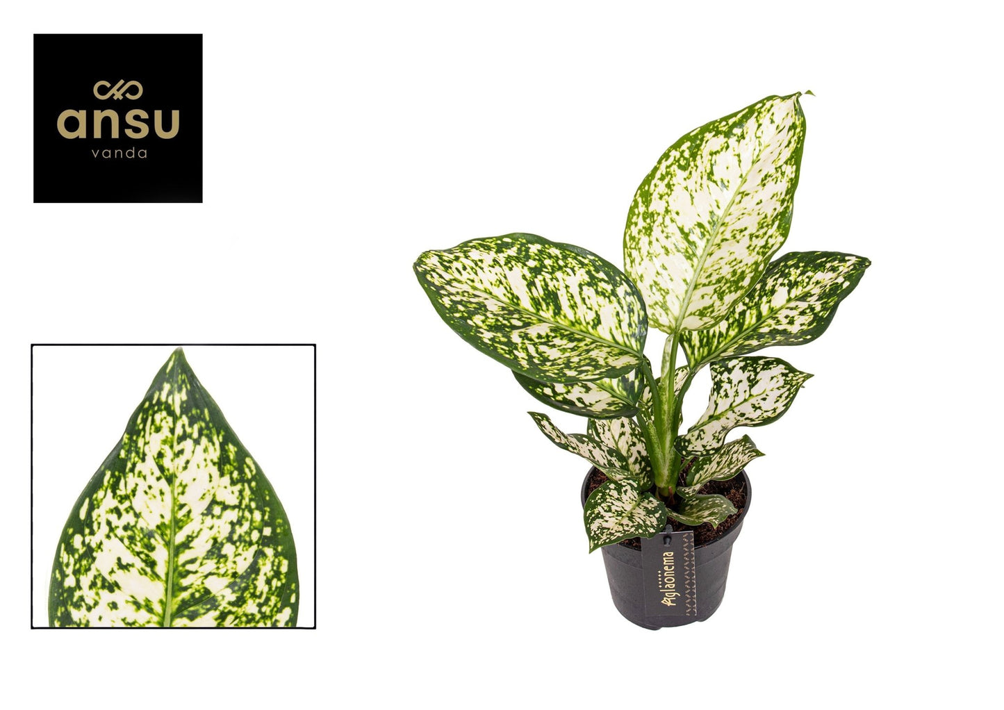 Aglaonema 12cm Ivory Jade - Green Plant The Horti House