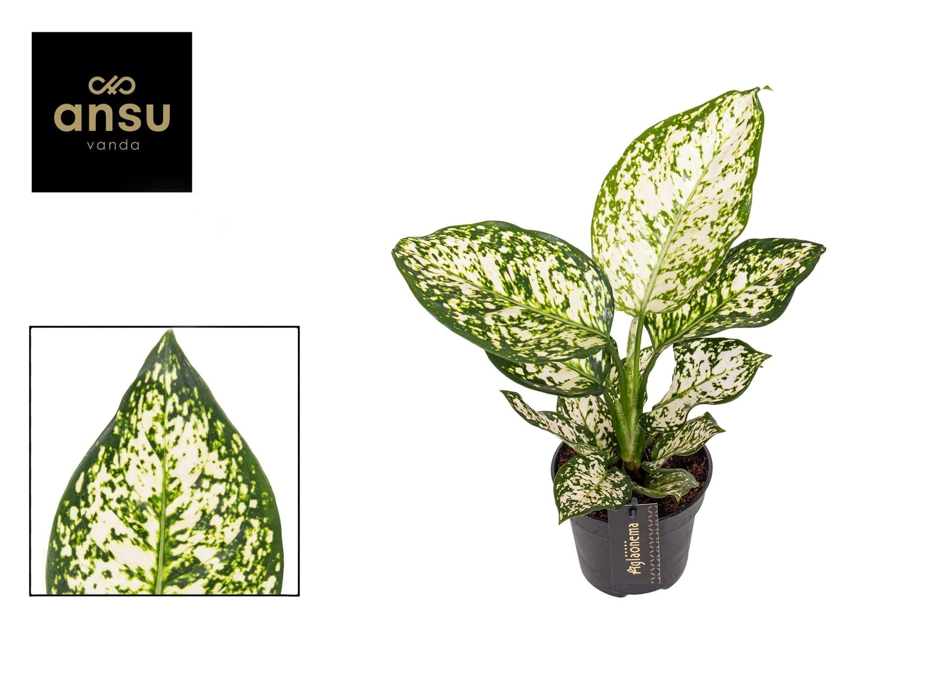 Aglaonema 12cm Ivory Jade - Green Plant The Horti House