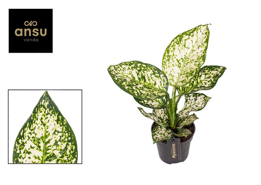 Aglaonema 12cm Ivory Jade - Green Plant The Horti House