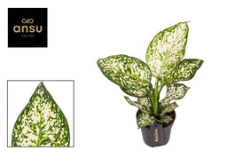 Aglaonema 12cm Ivory Jade - Green Plant The Horti House