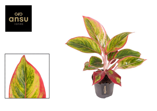 Aglaonema 12cm Jamaica Red - Green Plant The Horti House