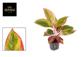 Aglaonema 12cm Jamaica Red - Green Plant The Horti House