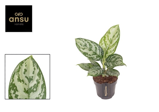 Aglaonema 12cm Jungle Silver - Green Plant The Horti House