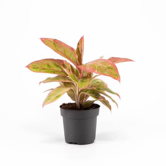 Aglaonema 12cm Pink Surprise Tray - Green Plant The Horti House