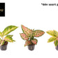 Aglaonema 12cm Pink Surprise Tray - Green Plant The Horti House