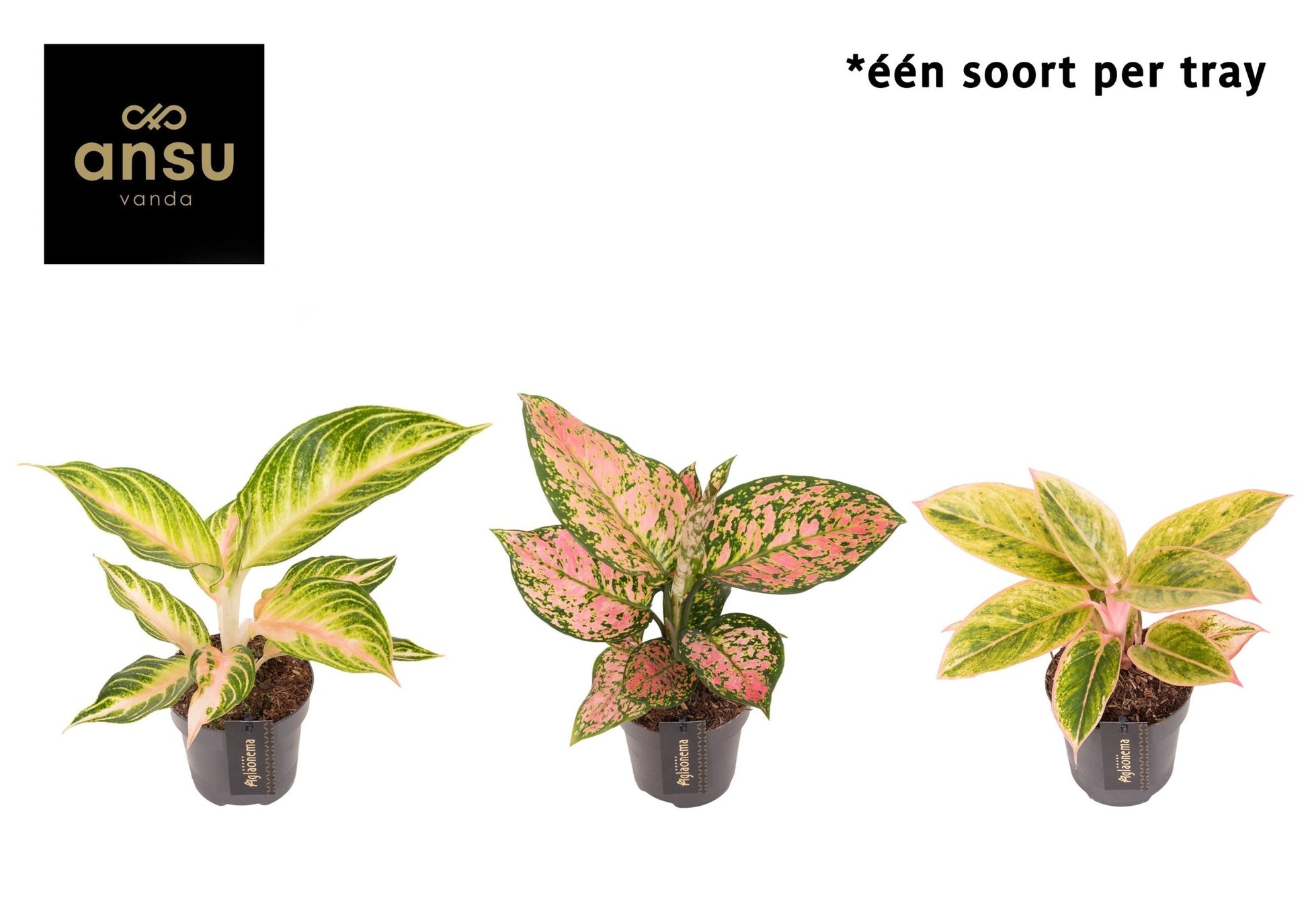 Aglaonema 12cm Pink Surprise Tray - Green Plant The Horti House