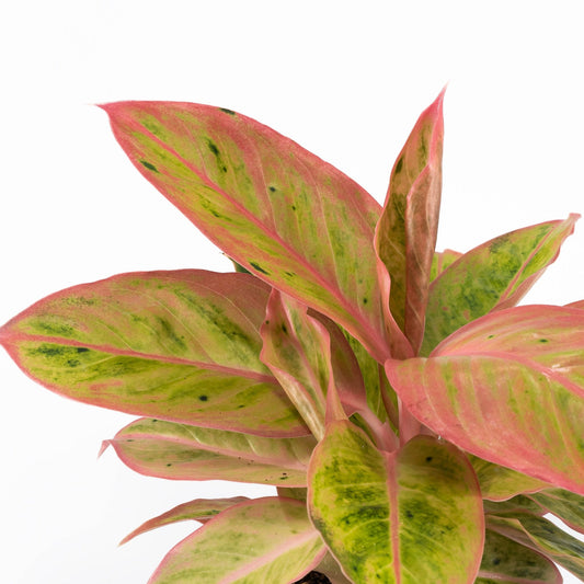 Aglaonema 12cm Pink Surprise Tray - Green Plant The Horti House