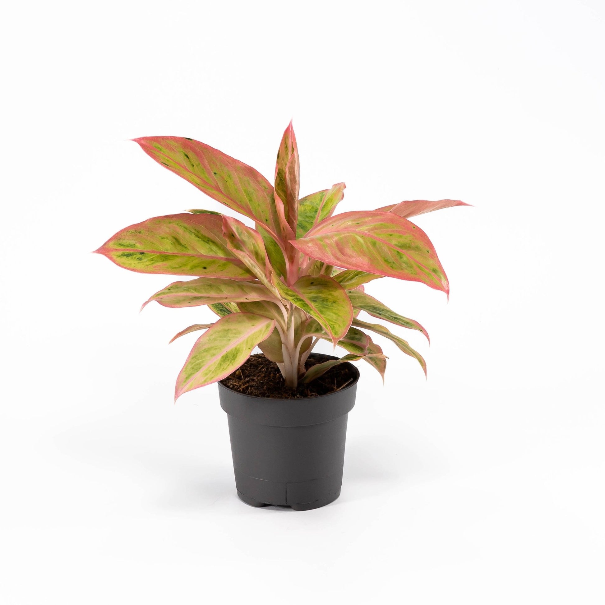 Aglaonema 12cm Pink Surprise Tray - Green Plant The Horti House