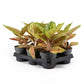 Aglaonema 12cm Pink Surprise Tray - Green Plant The Horti House
